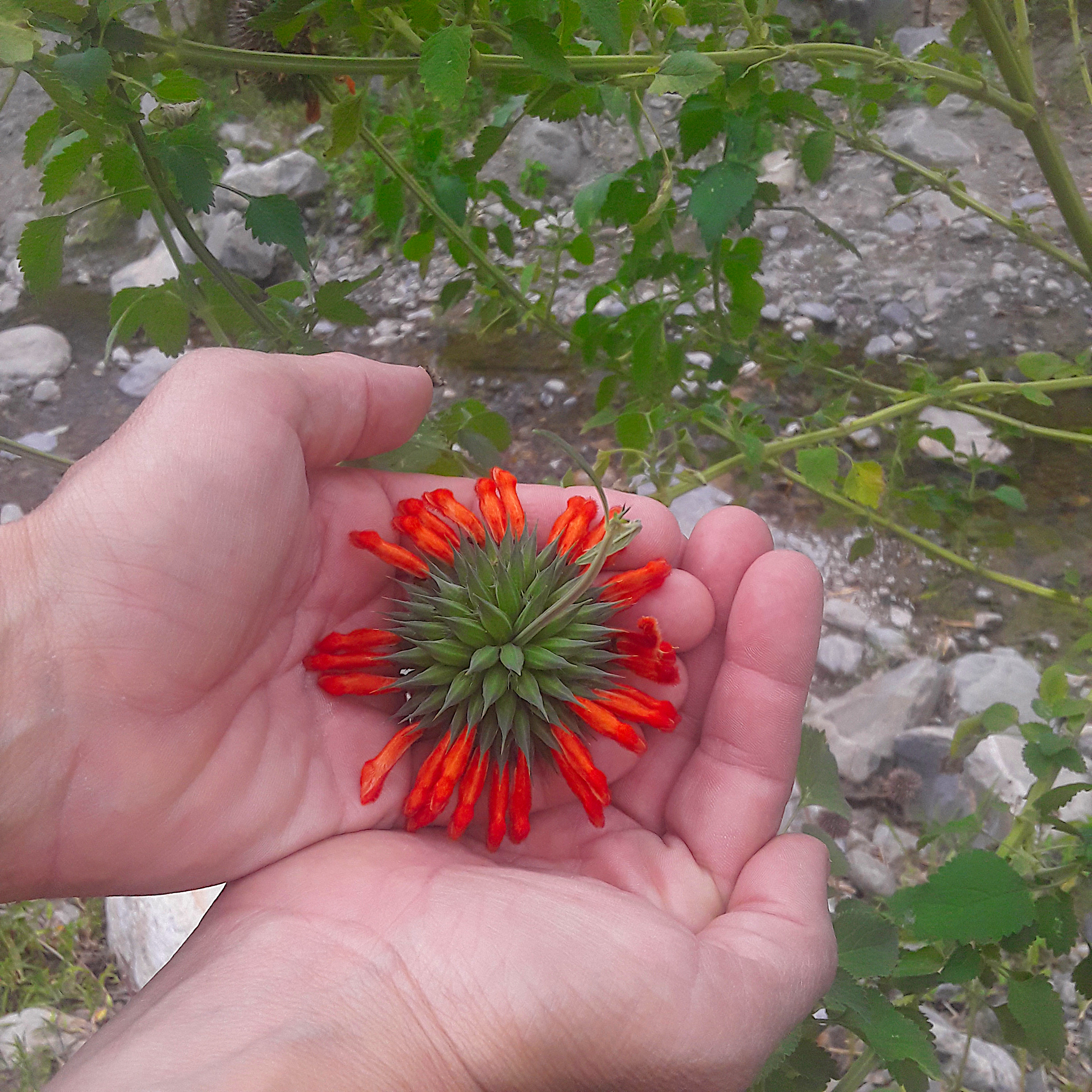 Klip dagga flower in hands