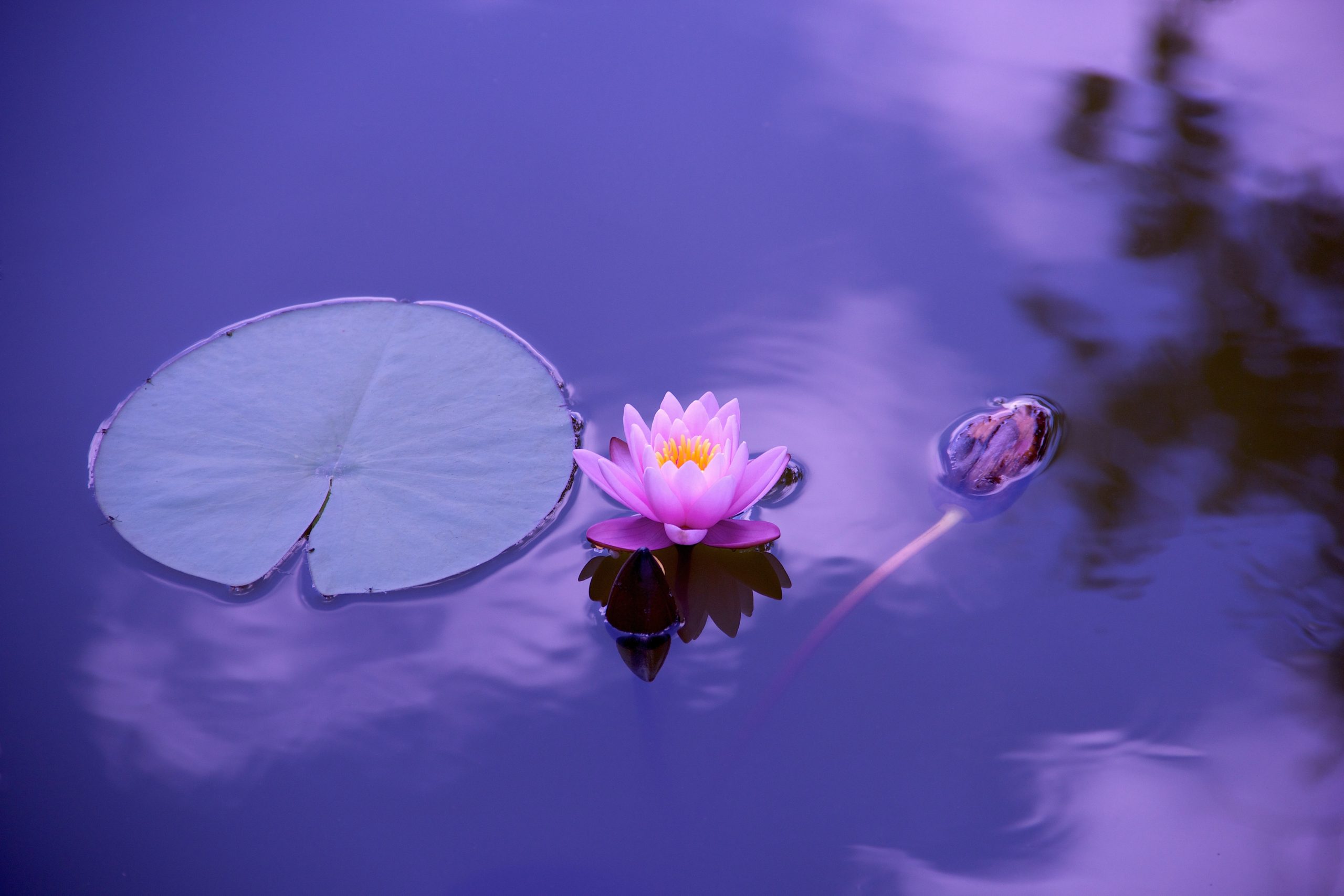 blue lotus flower in water